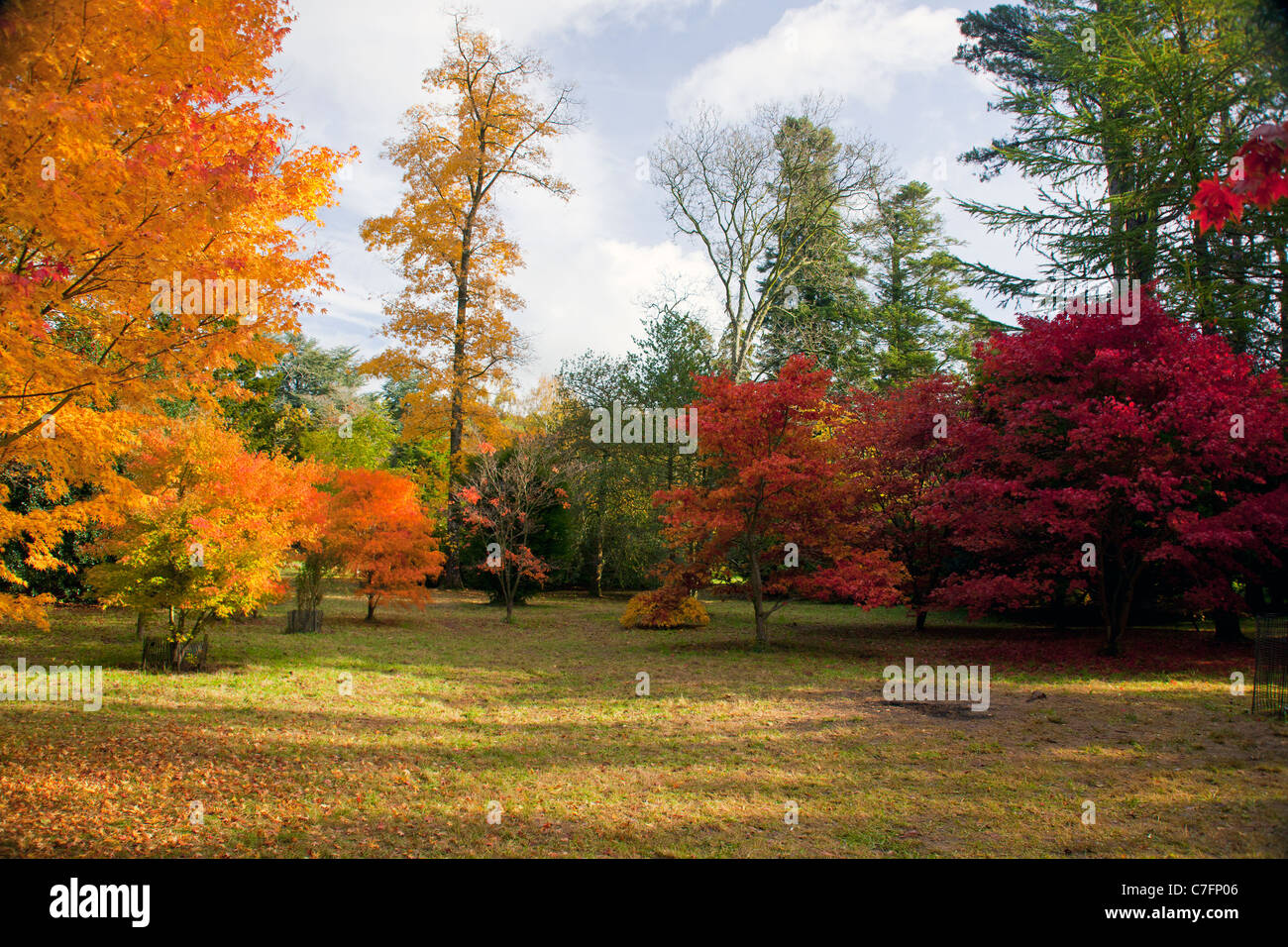 Autumn colour at Westonbirt Arboretum in Gloucestershire, England, UK Stock Photo
