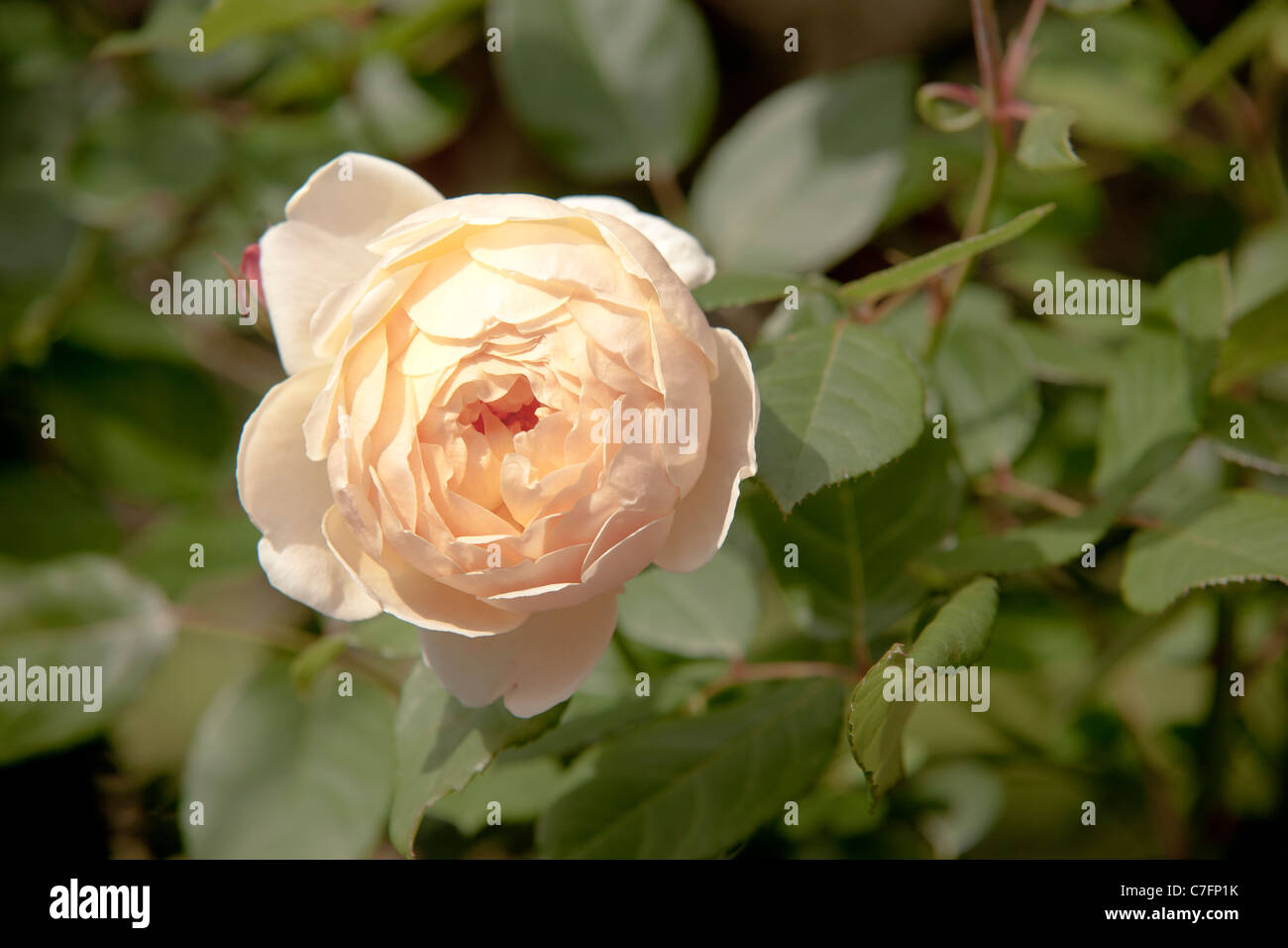 Peach Rose in English Garden Stock Photo