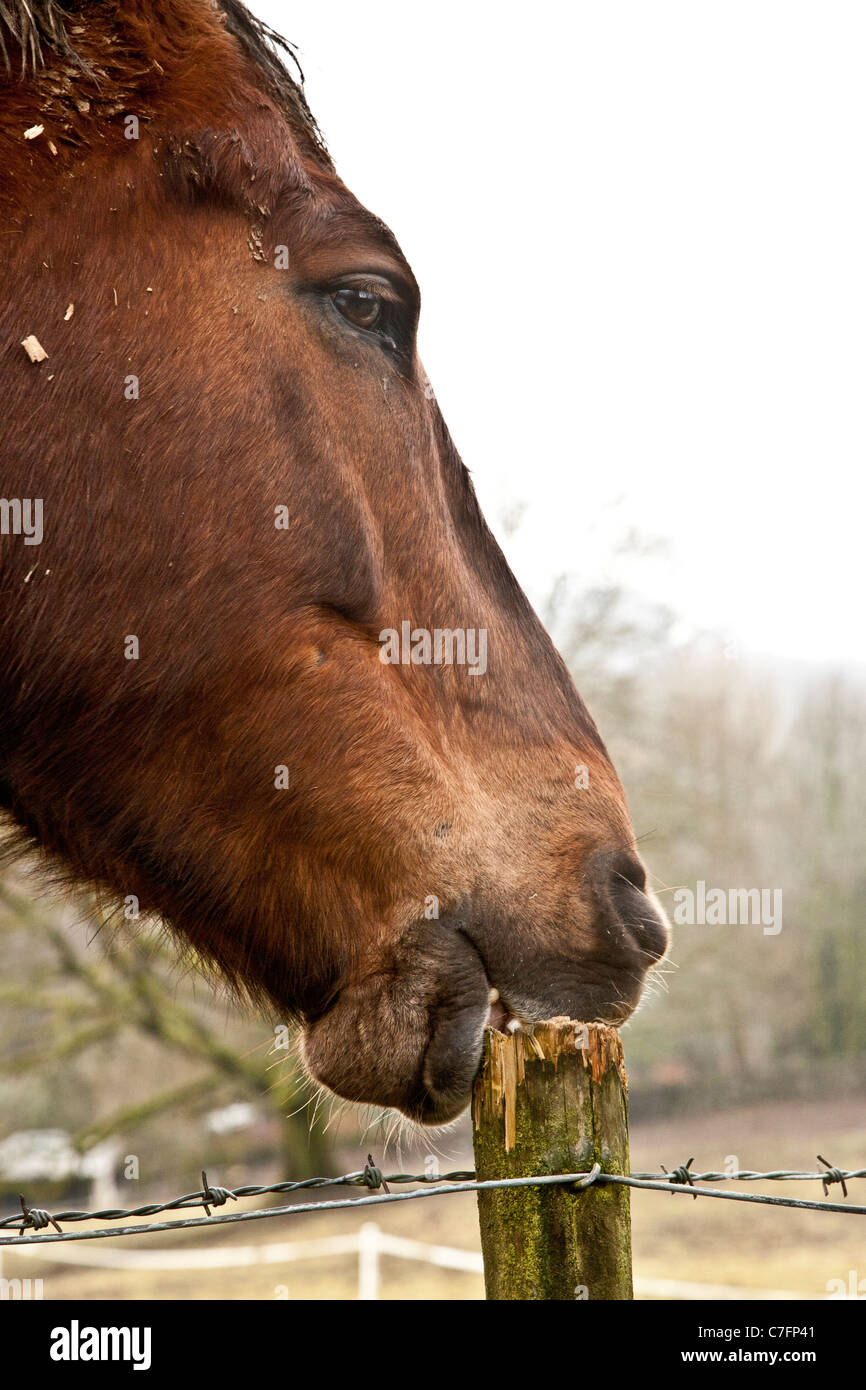 Horse biting fence Stock Photo Alamy