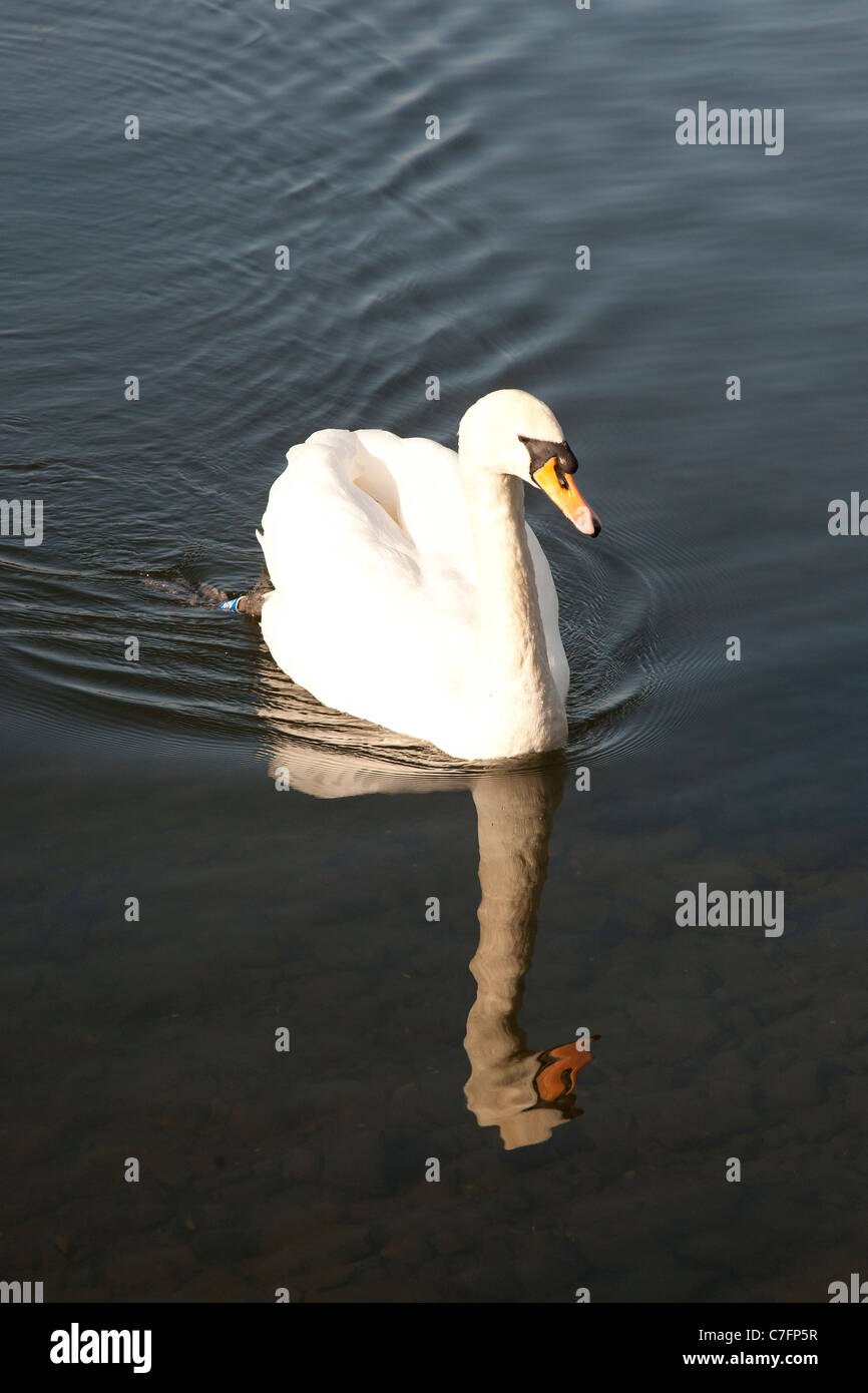 A swan with mirror reflection on a lake Stock Photo