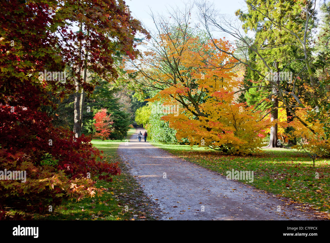 Autumn colour at Westonbirt Arboretum in Gloucestershire, England, UK Stock Photo