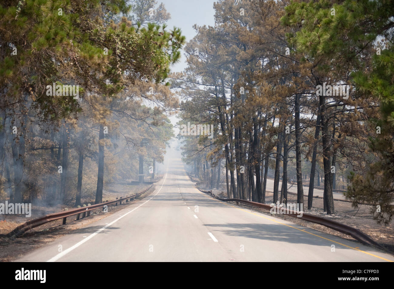 Smoke from a nearby wildfire wafts through pine forest in rural area of Bastrop, Texas, 30 miles east of Austin. Stock Photo