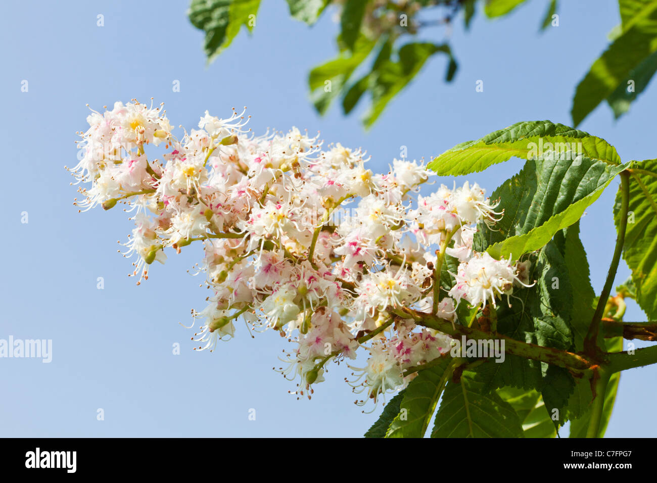Horse Chestnut Tree Bloom England High Resolution Stock Photography and ...
