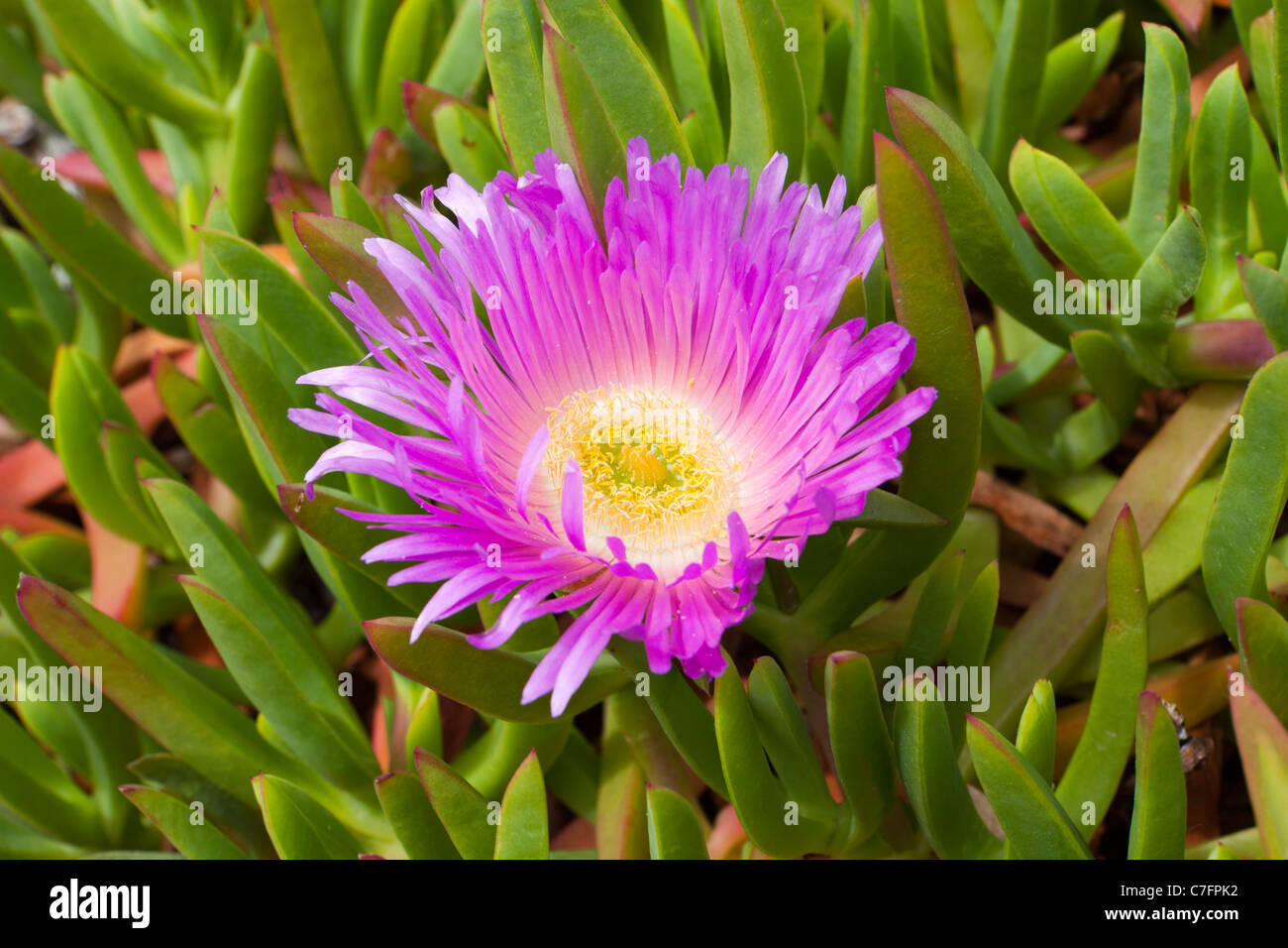 Mesembryanthemum Livingstone Daisy Hottentot Fig growing on the cliff