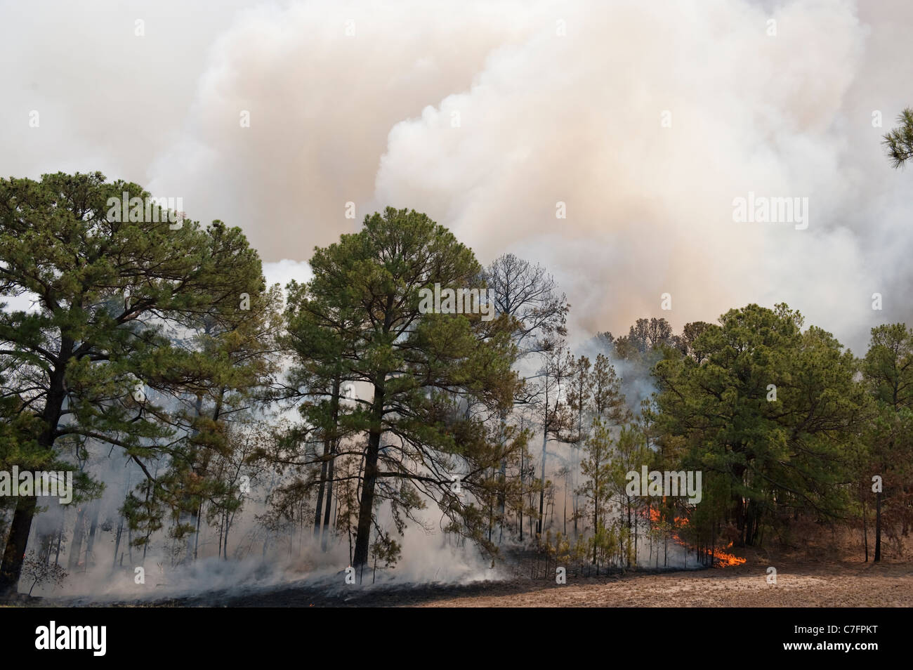 Wildfire burns through pine forest outside Bastrop, Texas, near Austin, as high winds whipped