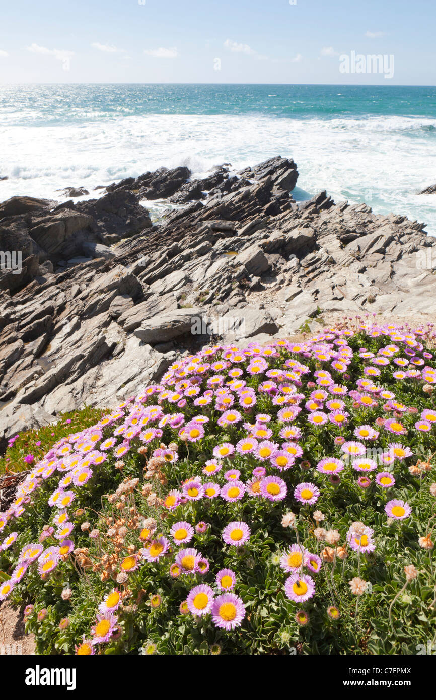 Mesembryanthemum (Livingstone Daisy) growing on the cliff at Fistral Bay, Newquay, Cornwall Stock Photo
