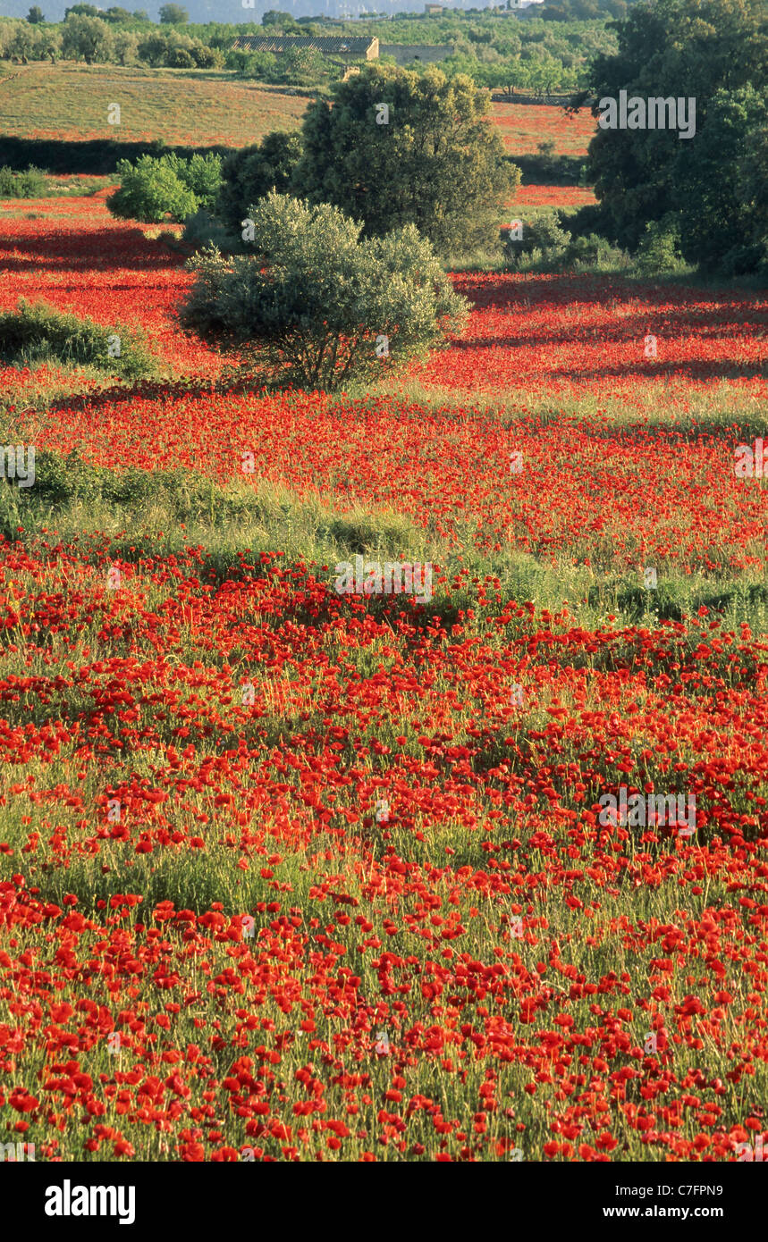 Field of corn poppies around Cretas village, Matarraña, Teruel Spain Stock Photo