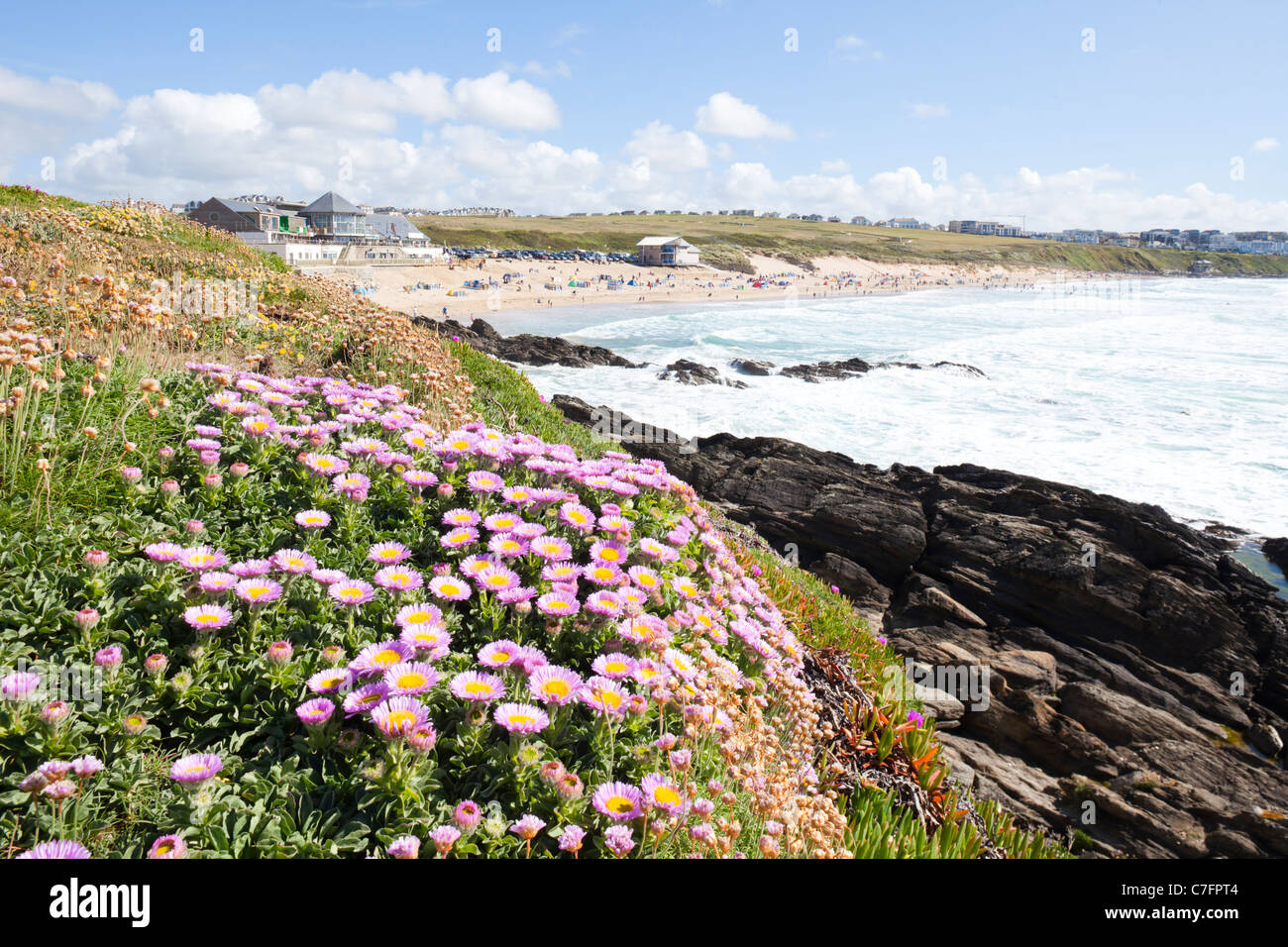 Mesembryanthemum (Livingstone Daisy) growing on the cliff overlooking Fistral Bay, Newquay, Cornwall Stock Photo