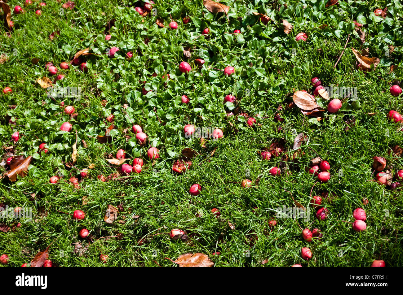 Crab apple tree in on ground, Surrey, England, UK Stock Photo Alamy