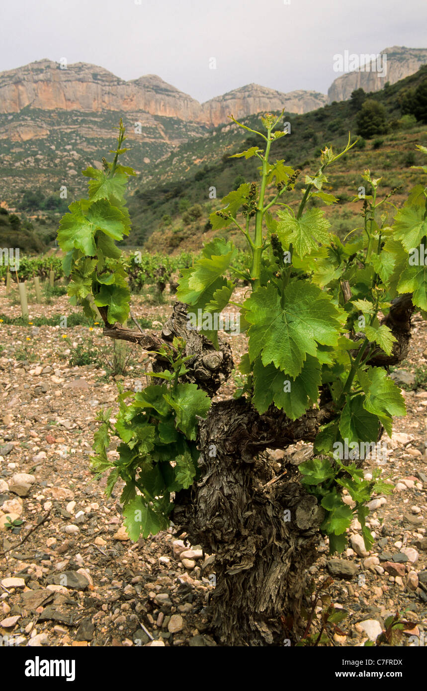 Priorat vineyards hires stock photography and images Alamy