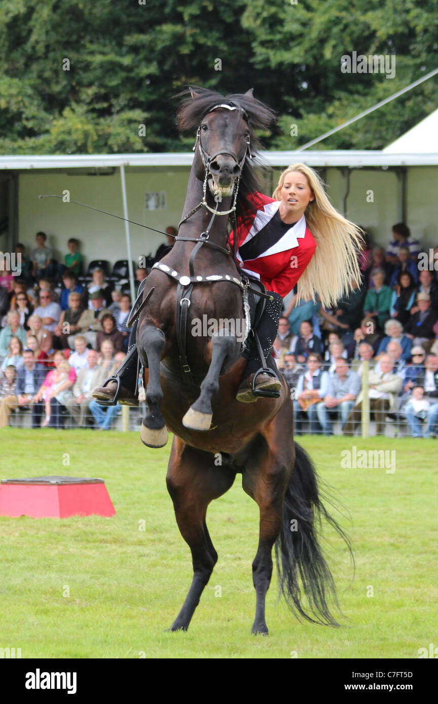 Horse on hind legs hires stock photography and images Alamy