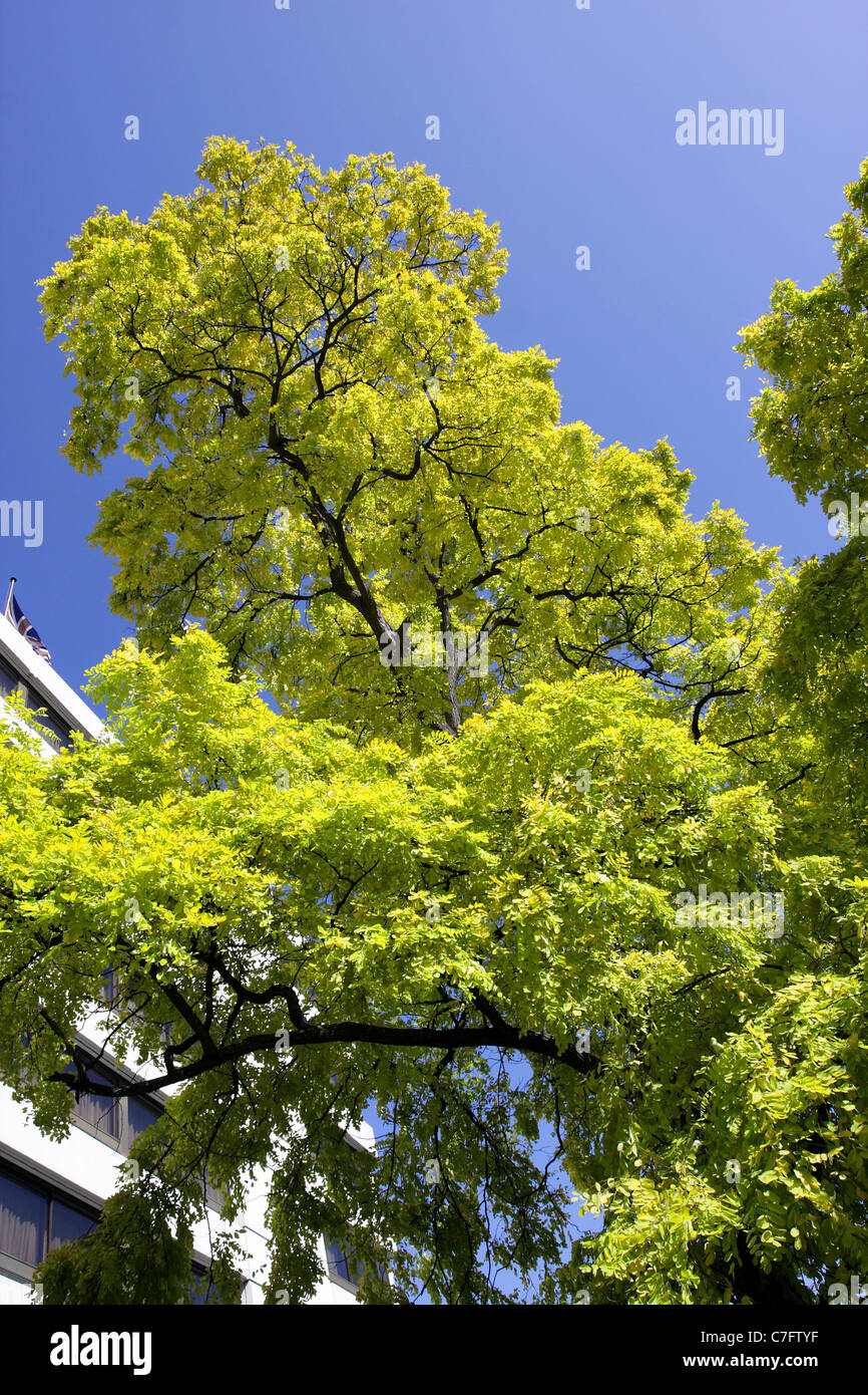 Situated on Bayswater Road, my favourite tree, robinia pseudo acacia frisia. Stock Photo