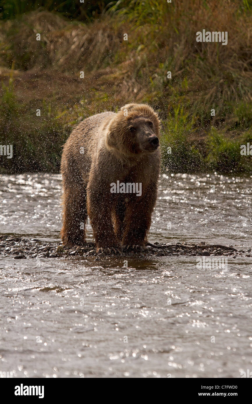 Brown Bear cub, Ursus Arctos shaking off the water Stock Photo