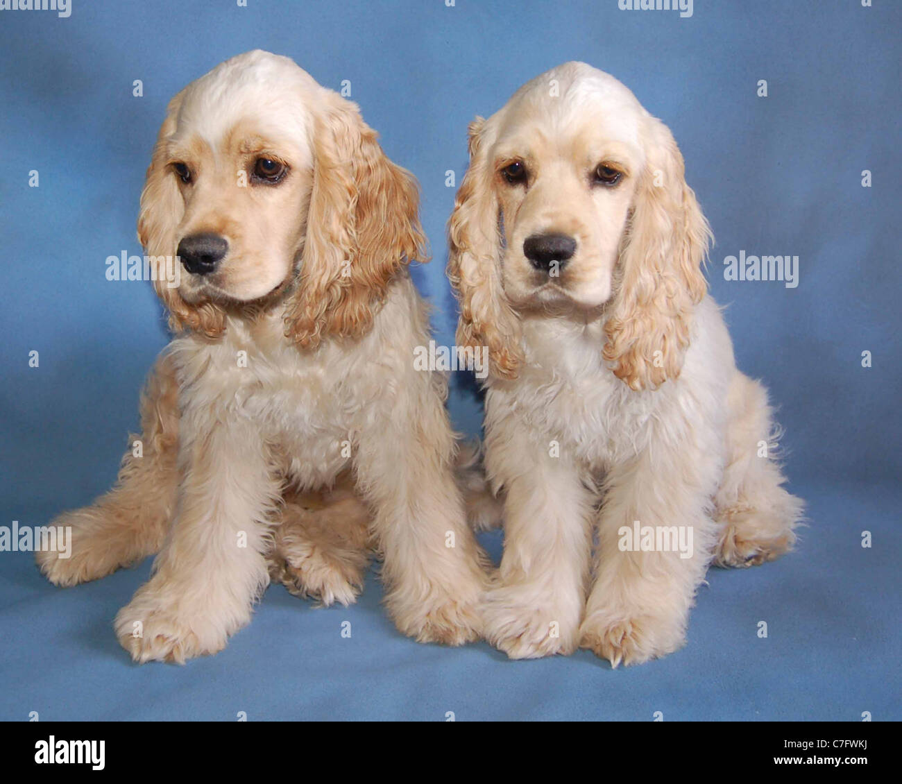 Buff american cocker spaniel puppy hi-res stock photography and images -  Alamy