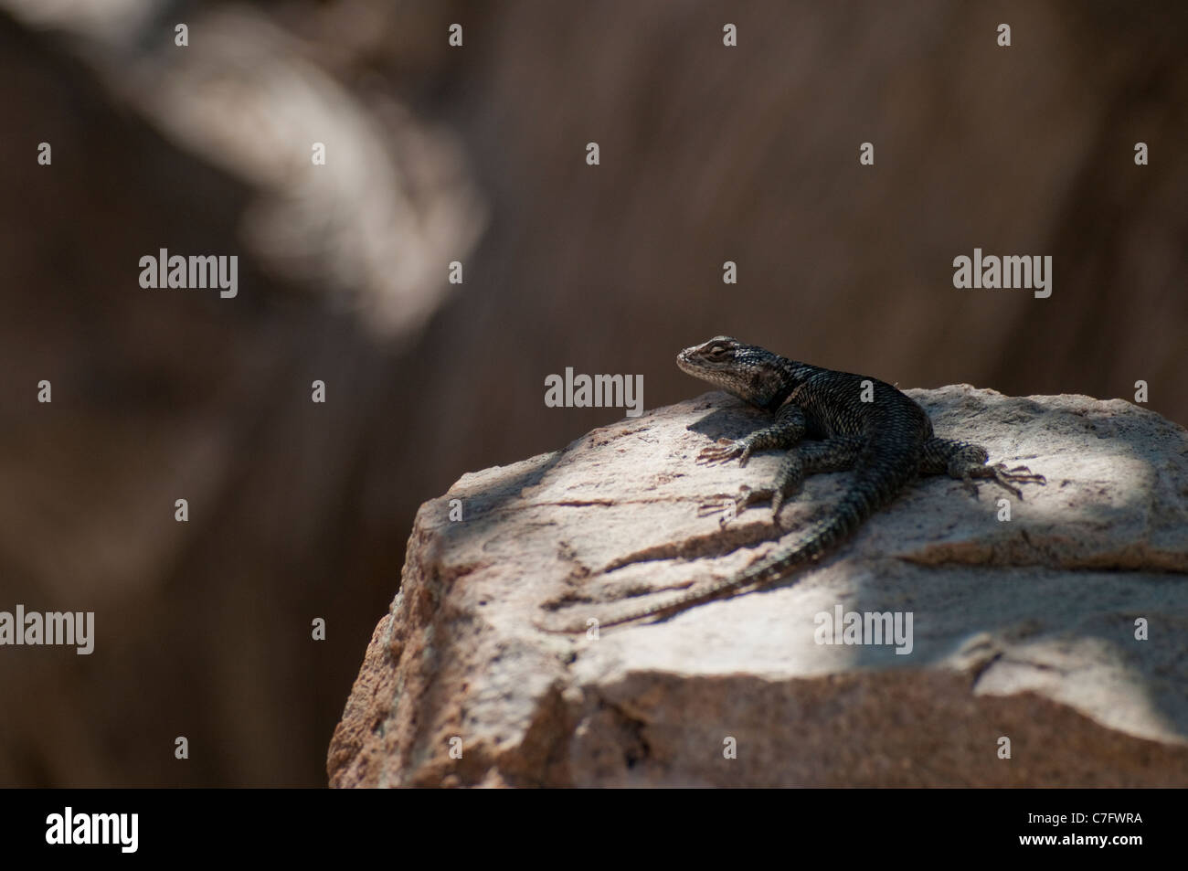 A Yarrow's Spiny Lizard (Sceloporus jarrovii) in Ramsey Canyon Preserve, Arizona, USA. Stock Photo