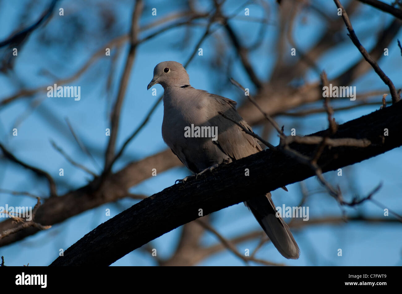 Eurasian CollaredDove / Collared Dove (Streptopelia decaocto), an