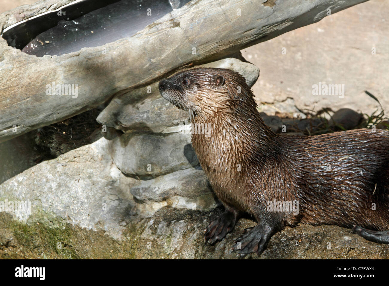 A North American River Otter, Lontra canadensis. Turtleback Zoo, West Orange, New Jersey, USA Stock Photo