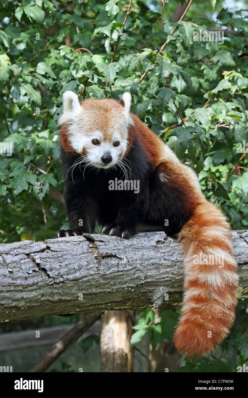 Red Panda, Ailurus fulgens, sitting. Turtleback Zoo, West Orange, New Jersey, USA Stock Photo