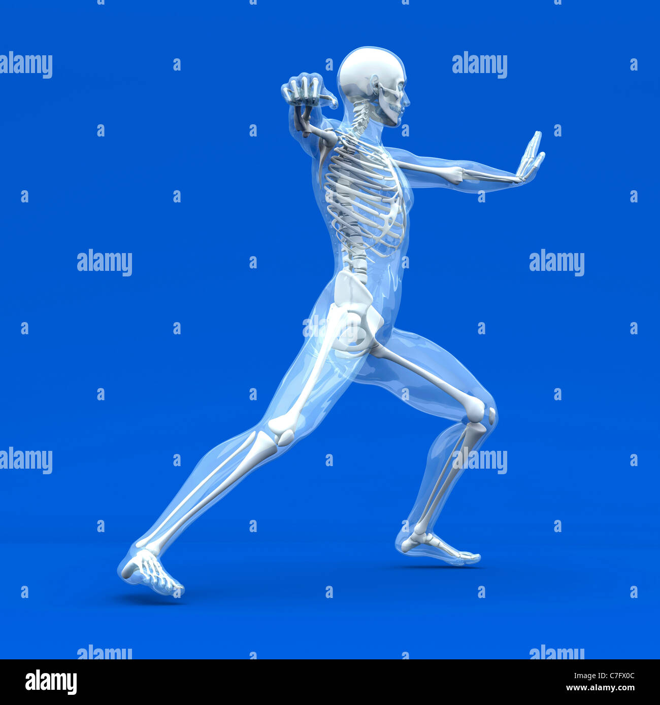 Anatomy - Martial arts Stock Photo - Alamy