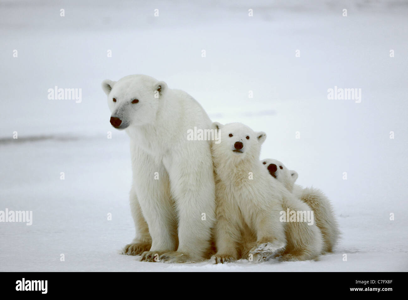 Polar she-bear with cubs. The polar she-bear with two kids on snow-covered coast. Stock Photo