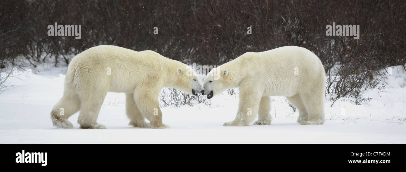 Meeting of two polar bears. Two polar bears have met against a dark bush. Stock Photo