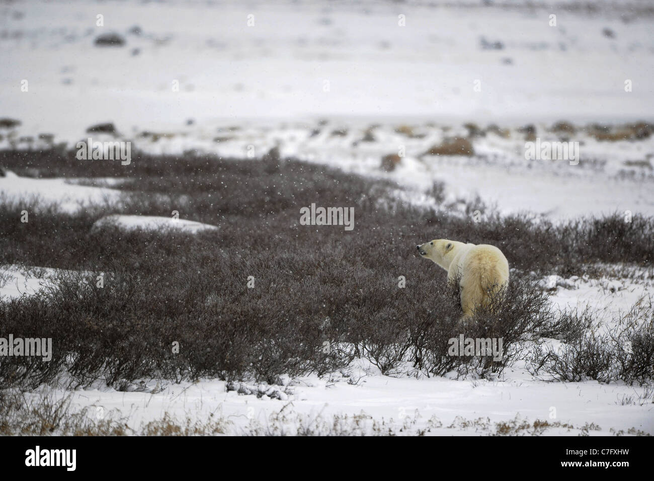 The polar bear sniffs. A portrait of the polar bear smelling air. Stock Photo