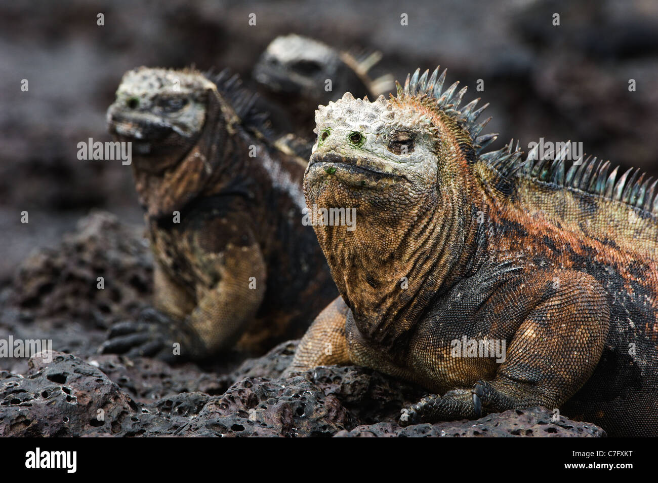 The marine iguana poses on the black stiffened lava. Stock Photo