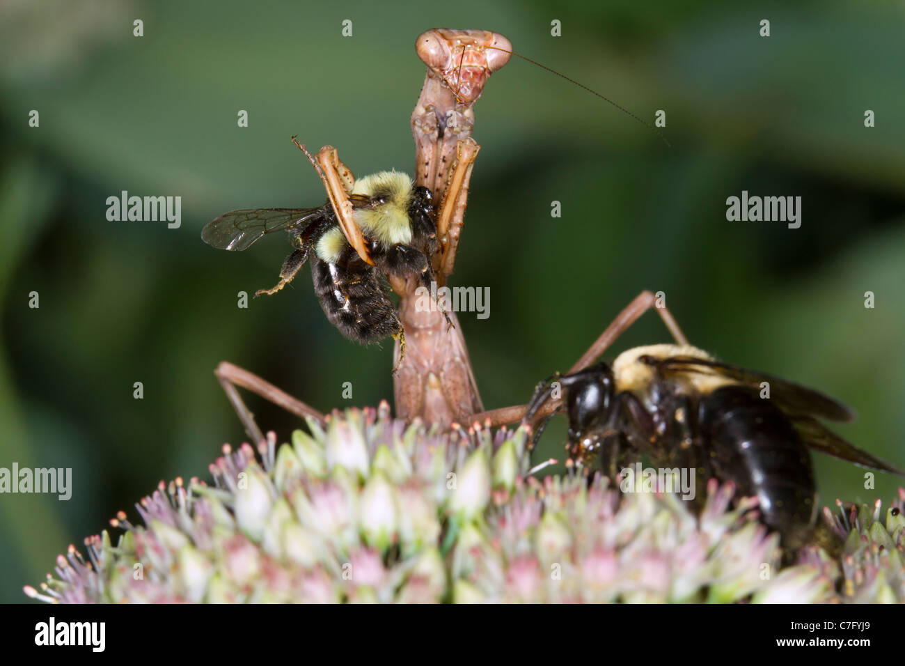 Praying mantis (Mantis religiosa) eating a bumblebee. Stock Photo