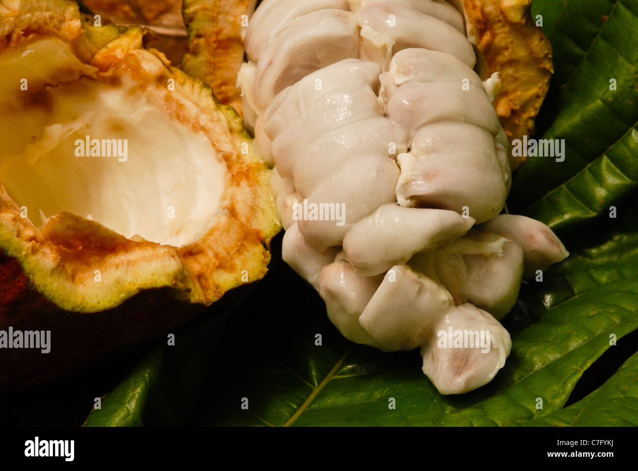 Cocoa beans in a freshly cut cocoa pod. Sao Tome and Principe, Africa. Stock Photo