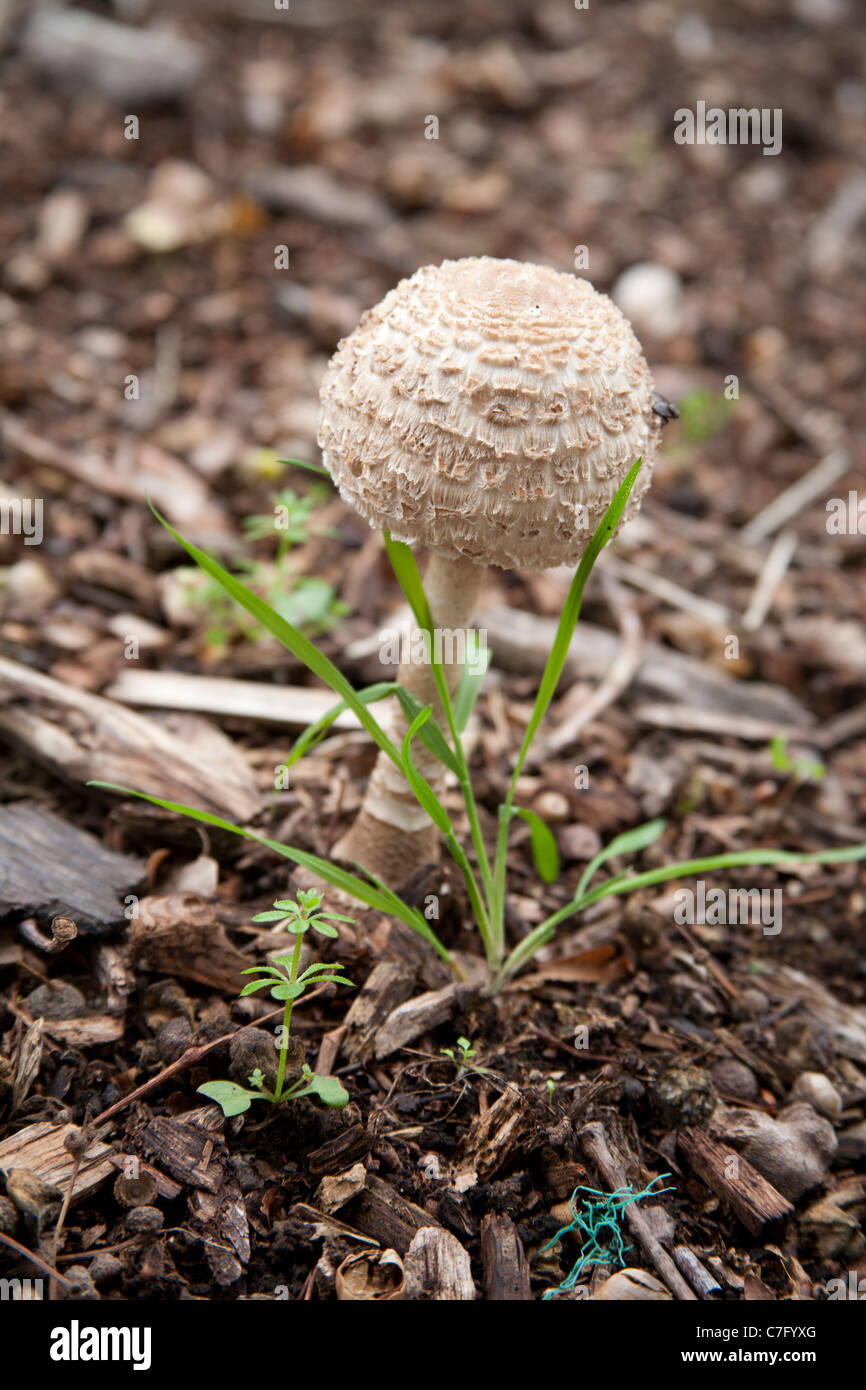 Shaggy Parasol (macrolepiota rhacodes) mushroom in London in Autumn, England UK Stock Photo Alamy