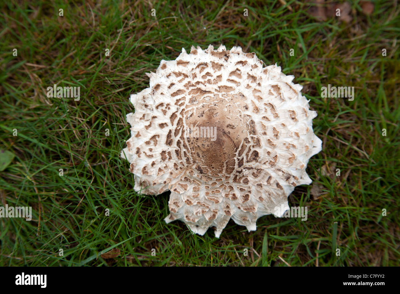 Shaggy Parasol (macrolepiota rhacodes) mushroom in London in Autumn, England UK Stock Photo
