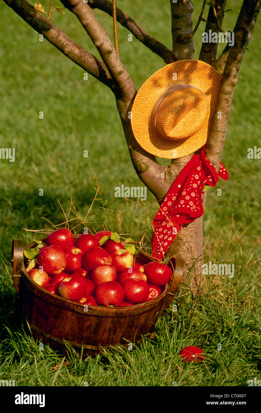 Antique bushel basket filled with fresh ripe winesap apples set beside an apple tree holding a straw hat and bandana Stock Photo