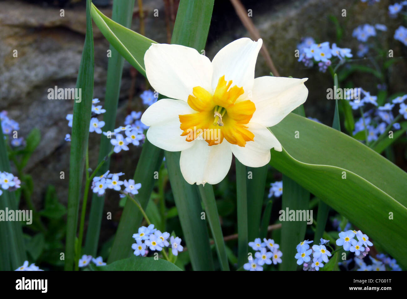 Spring flowers of daffodils and forget-me-nots blooming in garden near rock wall, New England, Vermont Stock Photo