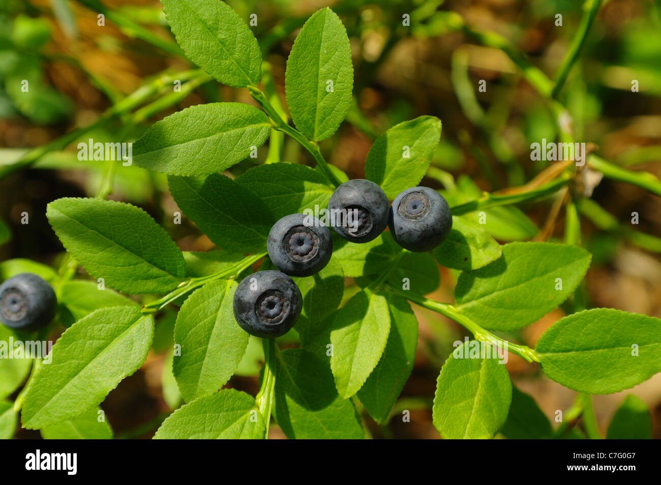 blueberry bush Stock Photo Alamy