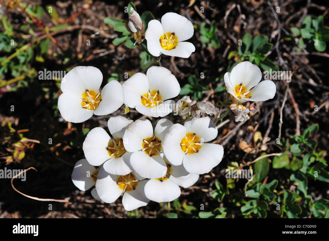 A cluster of Mariposa lilies blooming in the wild. Yosemite National Park, California, USA. Stock Photo