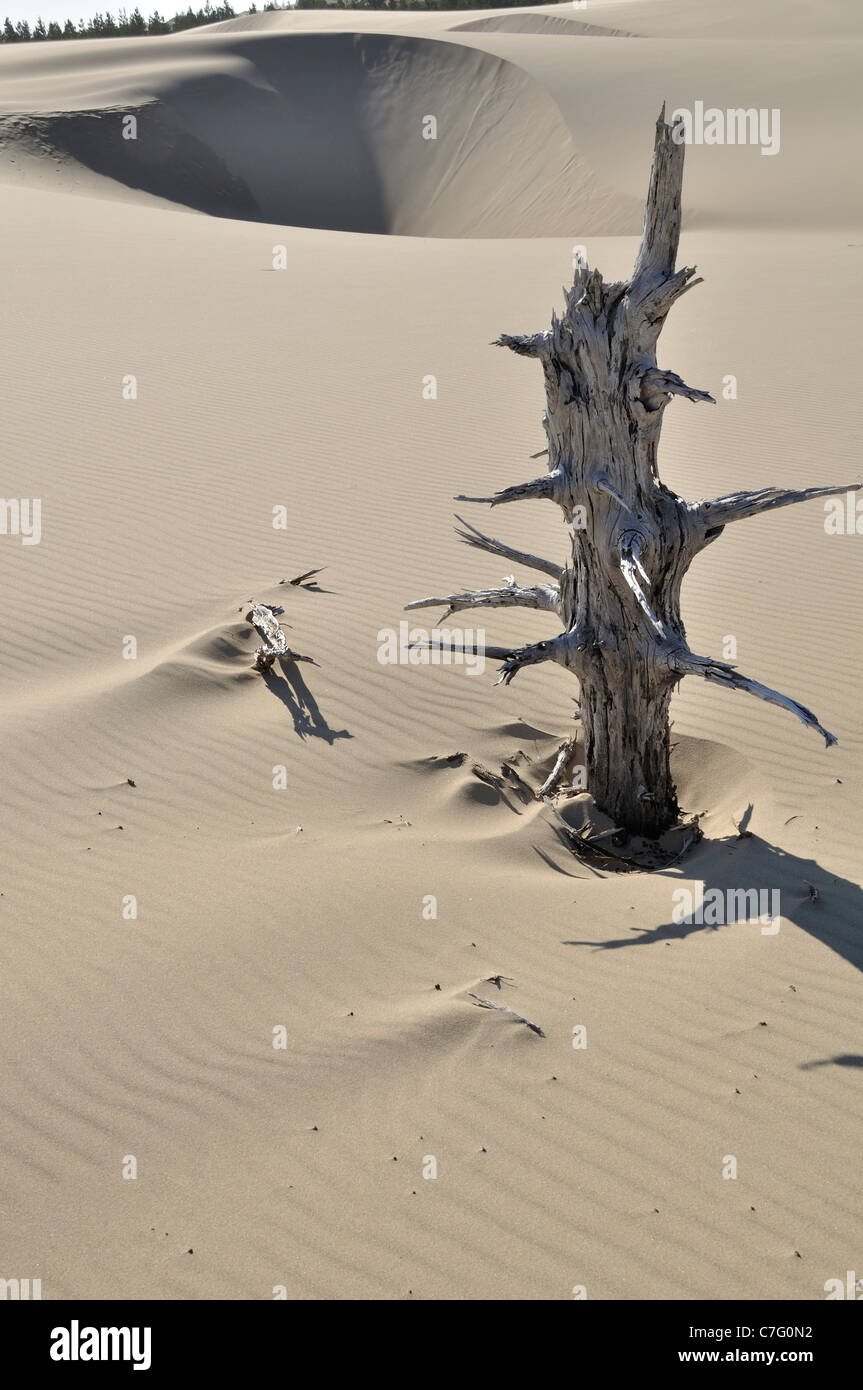 Sand and dunes from Oregon dunes national recreation area near