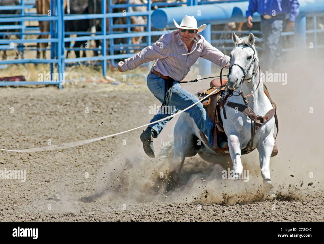 Tie down roping dismounting hires stock photography and images Alamy