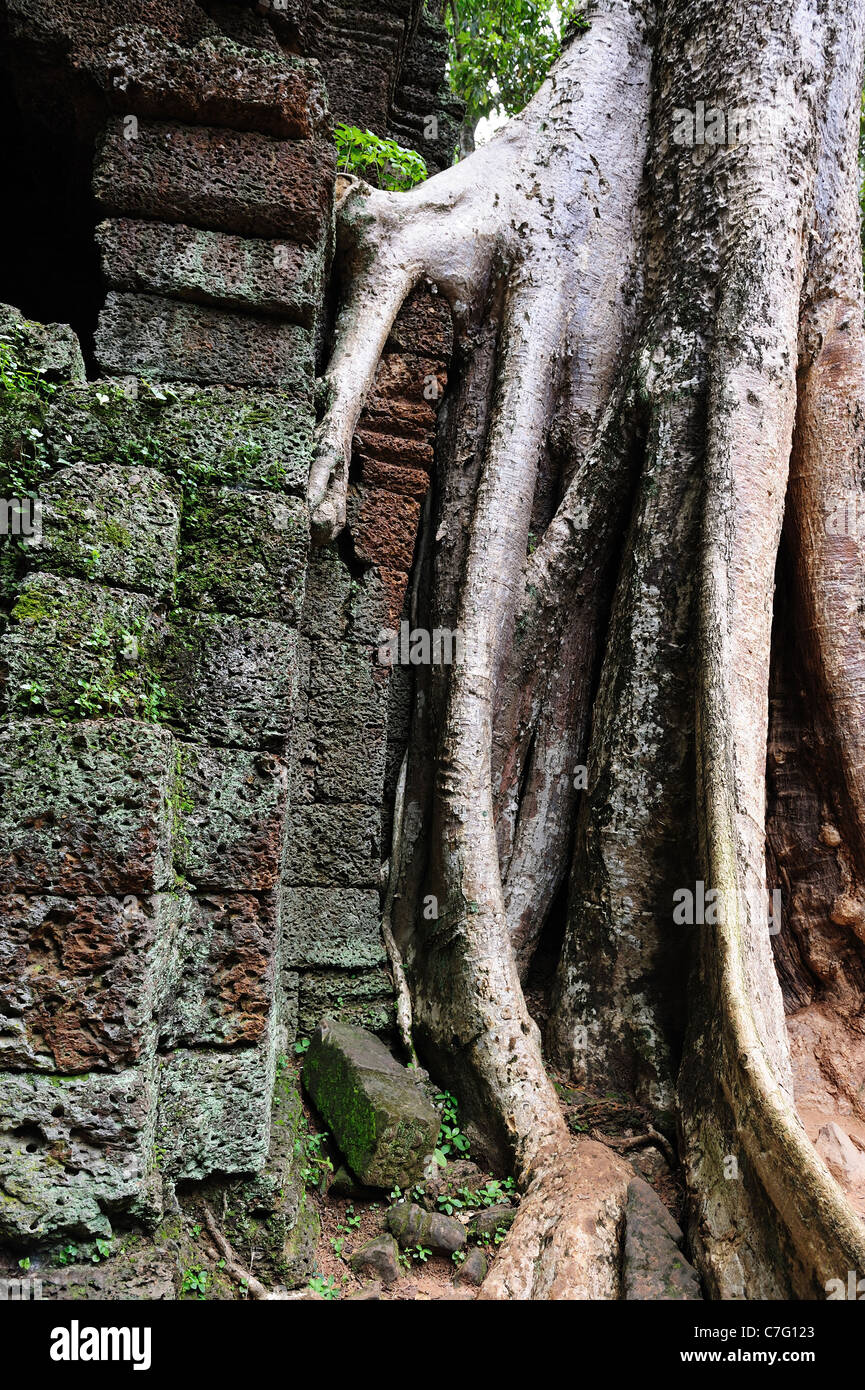 Ancient Tree and ruins of in the Angkor Area, Siem Reap, Cambodia Stock Photo