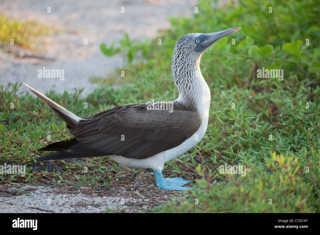 Blue-footed Booby (Sula nebouxii) Stock Photo