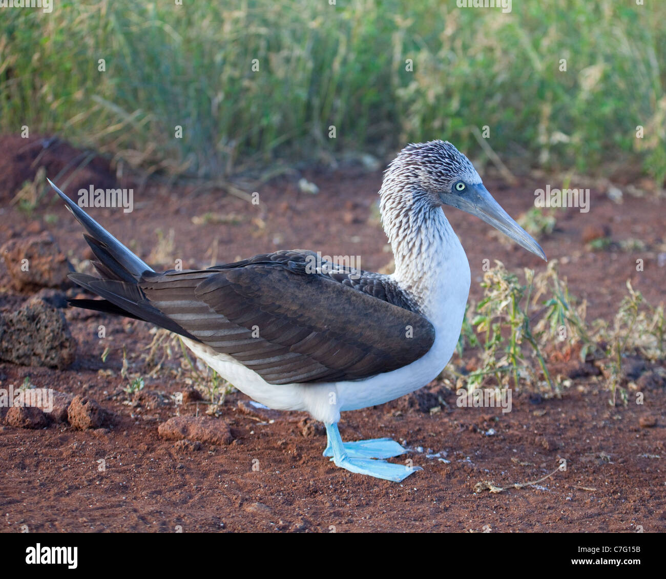 Blue-footed Booby on North Seymour Island, Galapagos (Sula nebouxii) Stock Photo