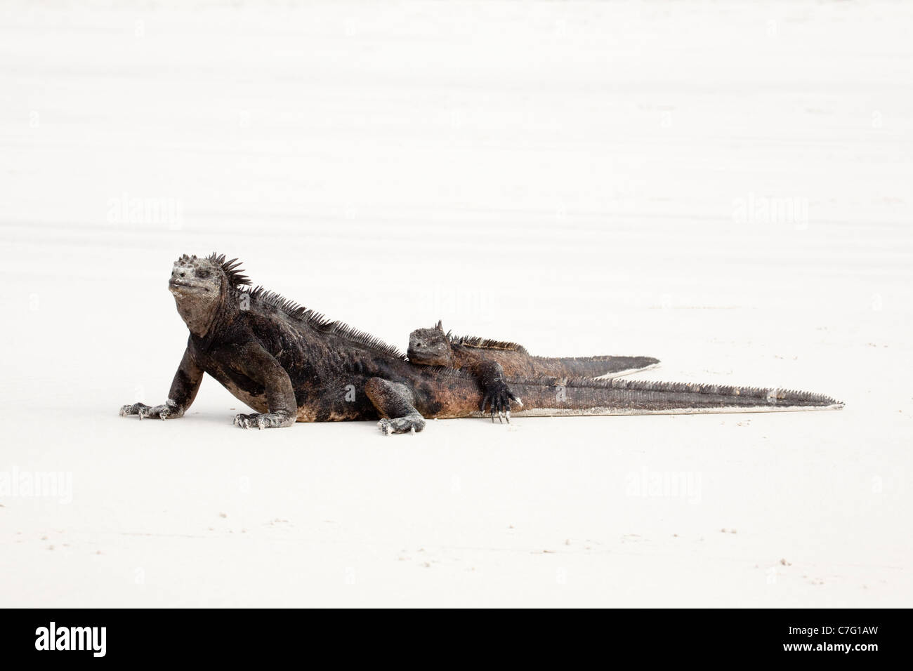 Two marine Iguanas (Amblyrhynchus cristatus) basking in the sun together to conserve body heat Stock Photo