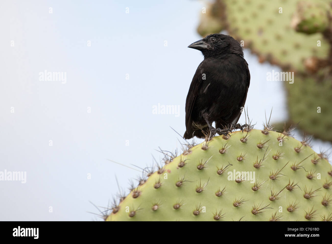 Charles Darwin Finches Stock Photos & Charles Darwin ...