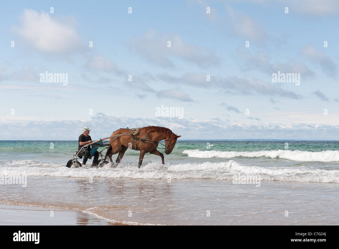 Shrimp fisherman trawling low tide coast line in Normandy, a declining industry or trade which is horse drawn but for how long? Stock Photo