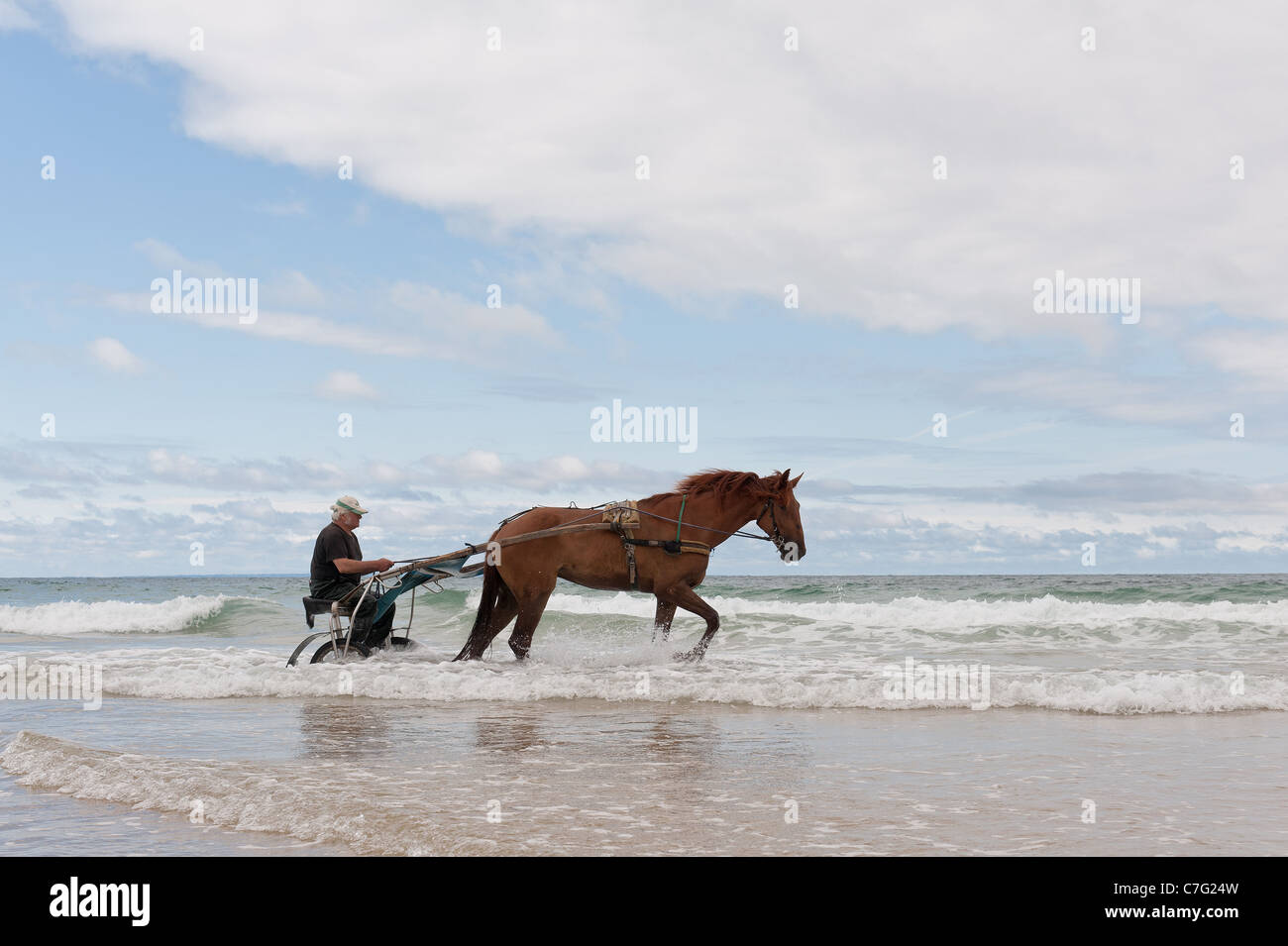 Shrimp fisherman trawling low tide coast line in Normandy, a declining industry or trade which is horse drawn but for how long? Stock Photo