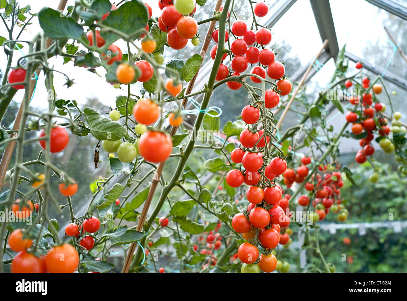 Tomato Growing Growing Vine Tomatoes