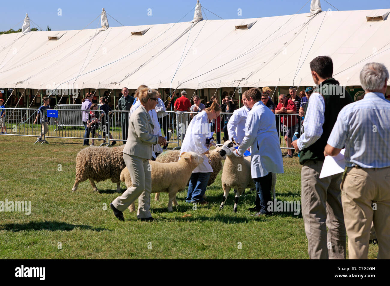 Best Sheep contest at the Bath & West Agricultural Show Stock Photo