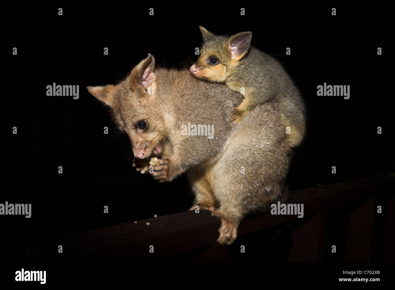 Australian Possum mother carrying baby, Tumut, Australia Stock Photo
