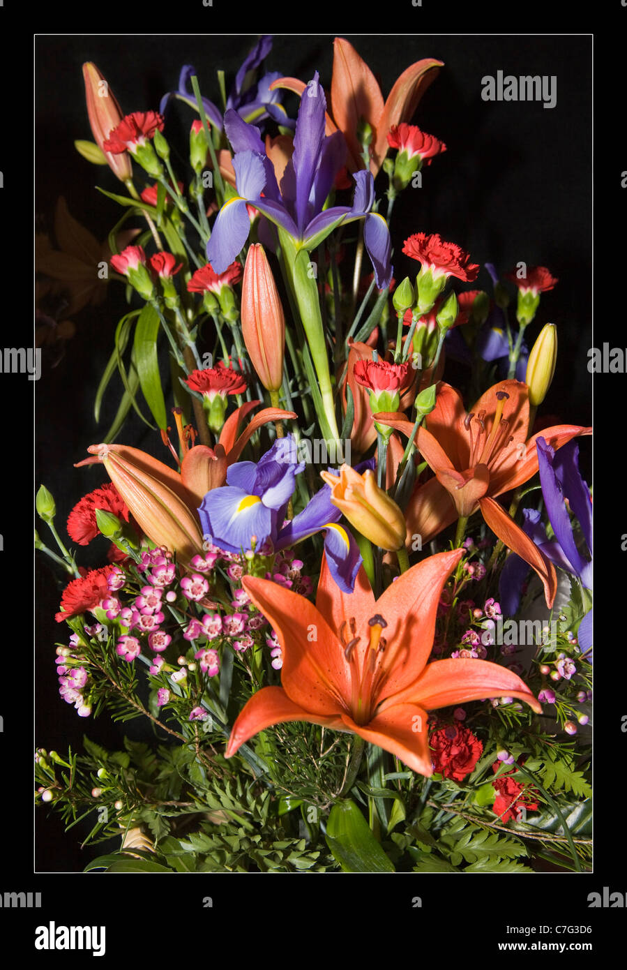 Iris lily hires stock photography and images Alamy