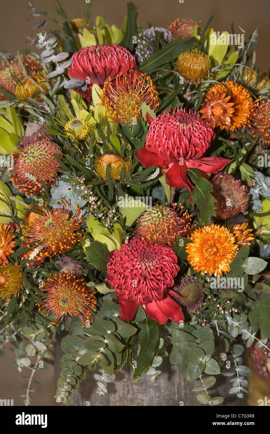 Australian wildflowers hires stock photography and images Alamy