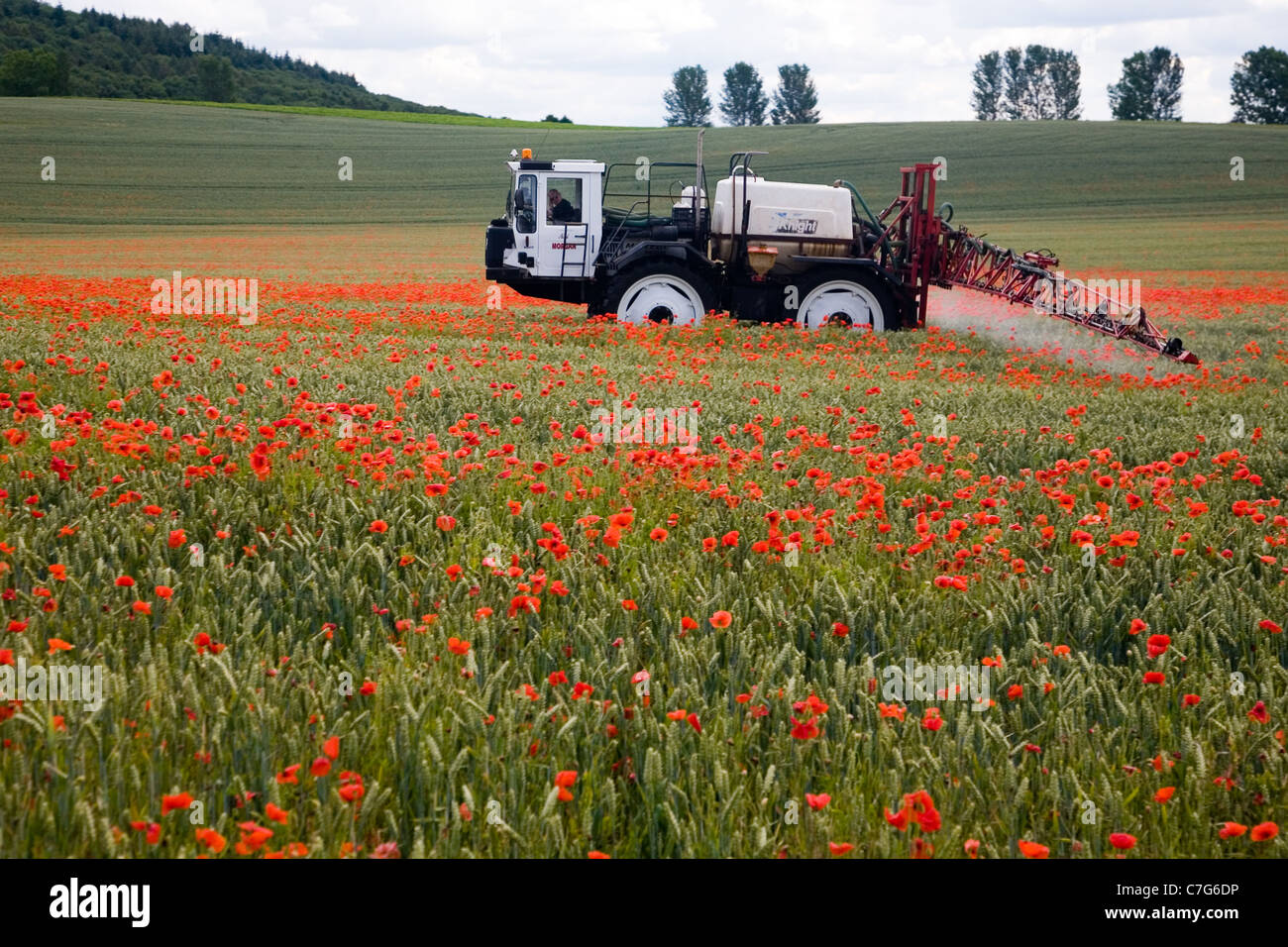 Crop spraying in July in a field of poppies in Yorkshire Stock Photo